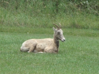 Bighorn sheep